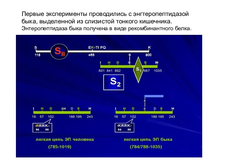 Первые эксперименты проводились с энгтеропептидазой быка, выделенной из слизистой тонкого кишечника. Энтеропептидаза быка