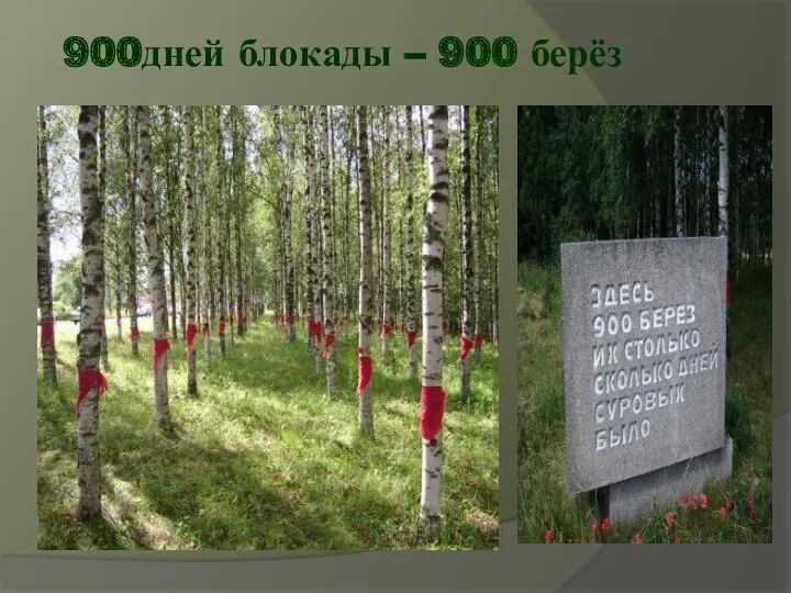 900дней блокады – 900 берёз