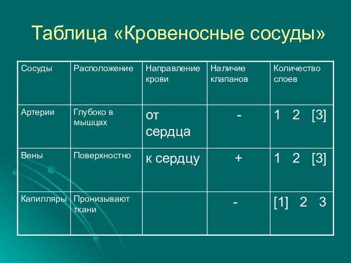 Таблица «Кровеносные сосуды»