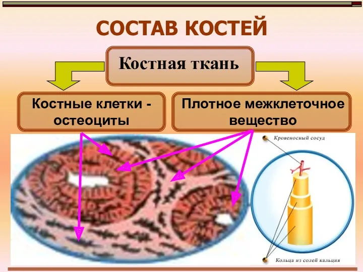 СОСТАВ КОСТЕЙ Костная ткань Костные клетки - остеоциты Плотное межклеточное вещество