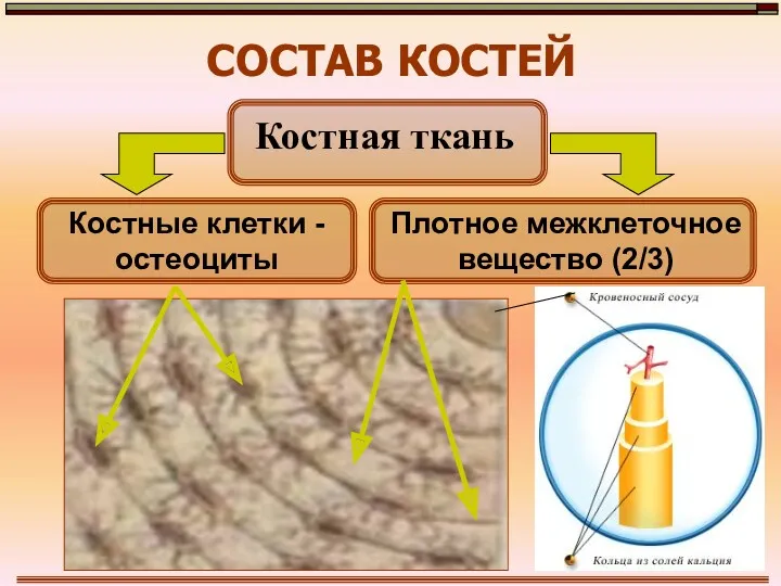 СОСТАВ КОСТЕЙ Костная ткань Костные клетки - остеоциты Плотное межклеточное вещество (2/3)