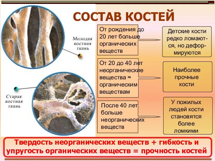 СОСТАВ КОСТЕЙ От рождения до 20 лет больше органических веществ