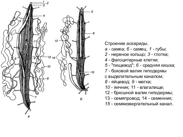 Строение аскариды. а - самка; б - самец. 1 -