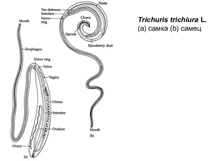 Trichuris trichiura L. (a) самка (b) самец