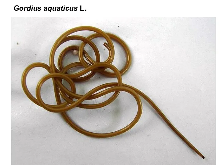 Gordius aquaticus L.