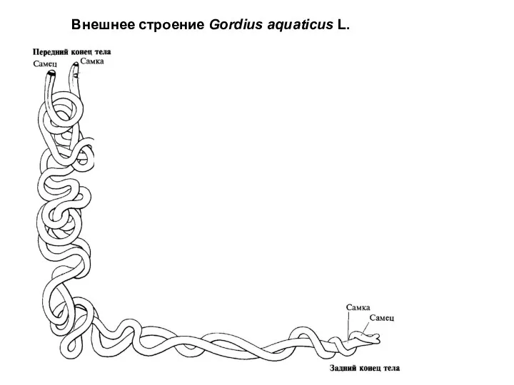 Внешнее строение Gordius aquaticus L.