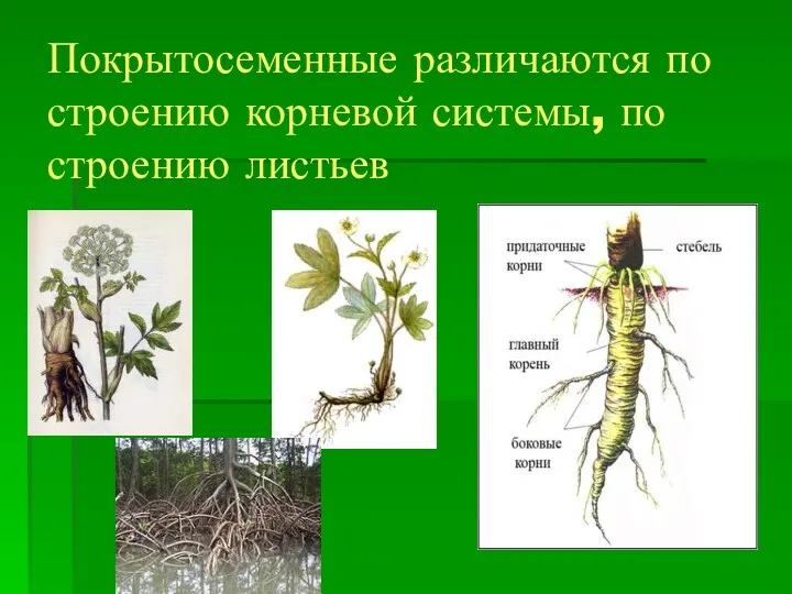 Покрытосеменные различаются по строению корневой системы, по строению листьев