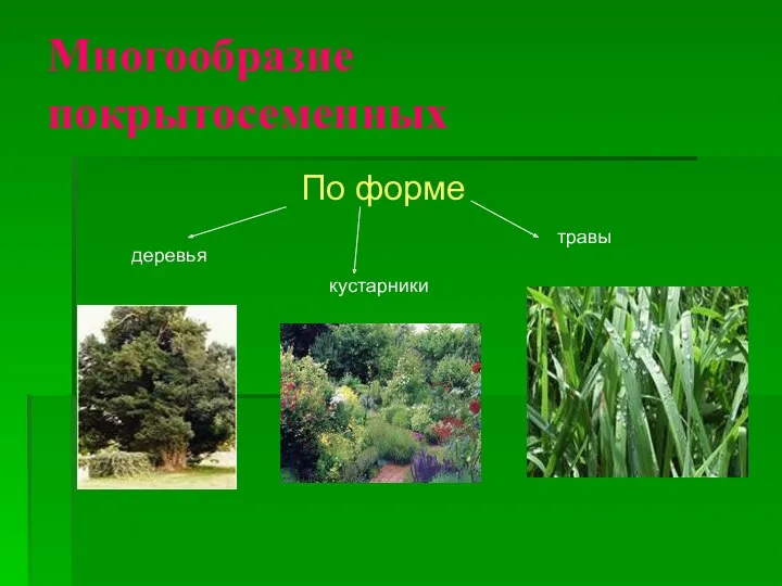Многообразие покрытосеменных По форме деревья кустарники травы
