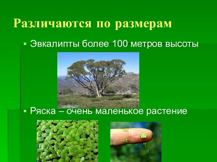Различаются по размерам Эвкалипты более 100 метров высоты Ряска – очень маленькое растение