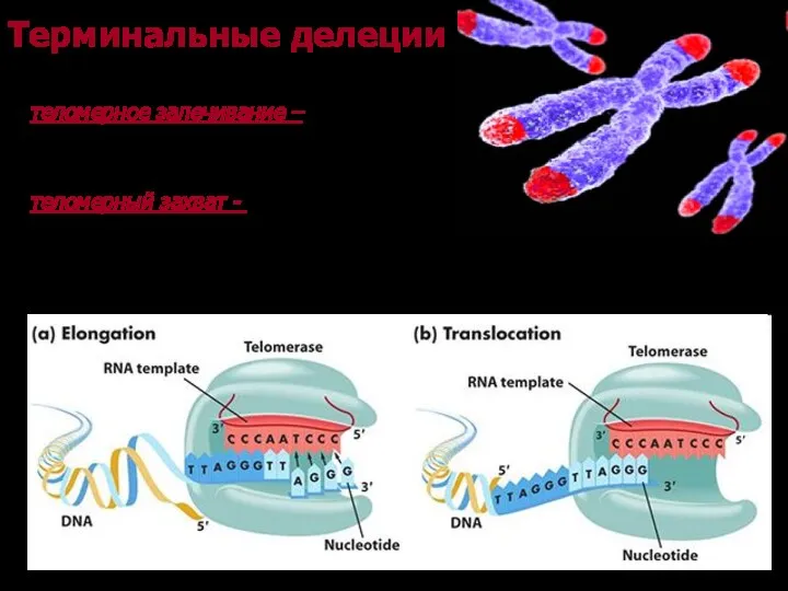 Терминальные делеции Восстановление теломеры теломерное залечивание – добавление теломерных повторов непосредственно на хромосомнный