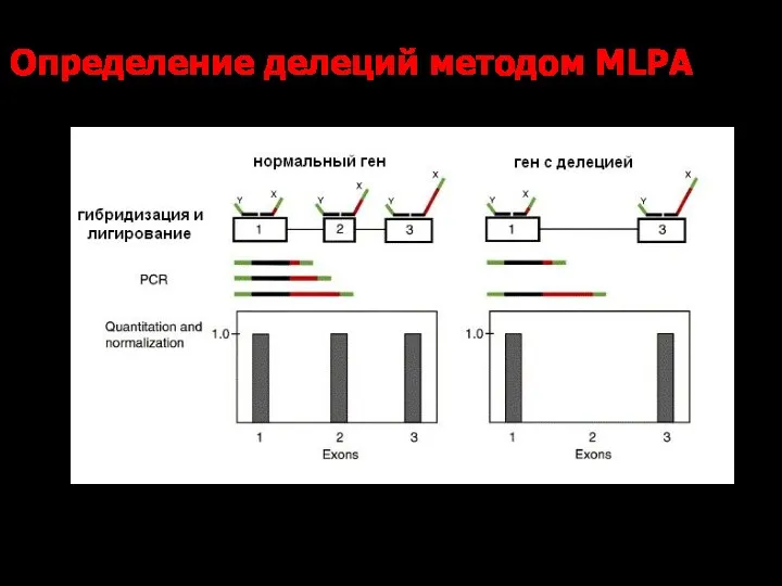 Определение делеций методом МLPA