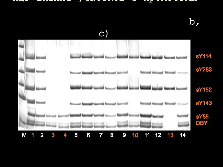 ПЦР-анализ участков Y-хромосомы ПЦР-анализ участков Y-хромосомы (области AZFа, b, с)(области AZFа, b, с)