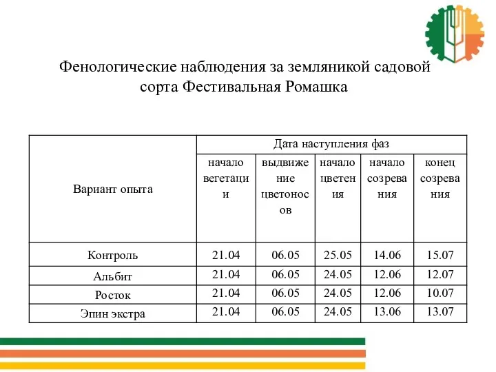 Фенологические наблюдения за земляникой садовой сорта Фестивальная Ромашка