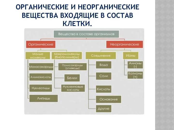 ОРГАНИЧЕСКИЕ И НЕОРГАНИЧЕСКИЕ ВЕЩЕСТВА ВХОДЯЩИЕ В СОСТАВ КЛЕТКИ.