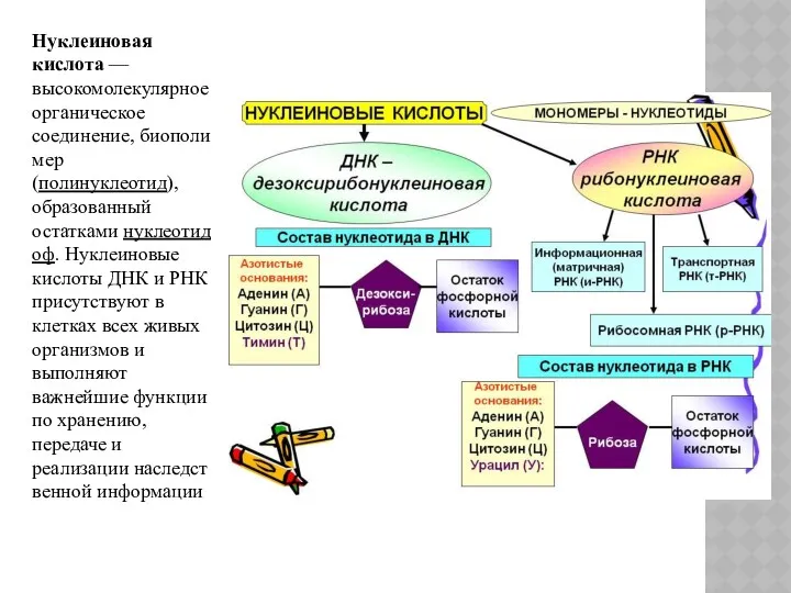 Нуклеиновая кислота — высокомолекулярное органическое соединение, биополимер (полинуклеотид), образованный остатками