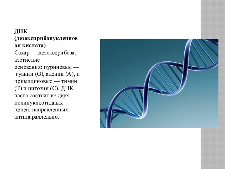 ДНК (дезоксирибонуклеиновая кислата). Сахар — дезоксерибоза, азотистые основания: пуриновые —