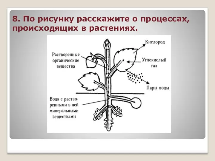 8. По рисунку расскажите о процессах, происходящих в растениях.
