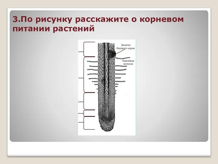 3.По рисунку расскажите о корневом питании растений