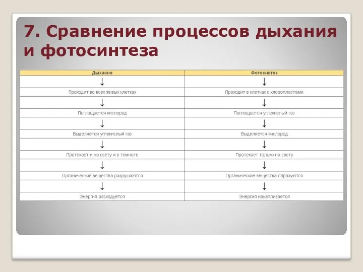 7. Сравнение процессов дыхания и фотосинтеза