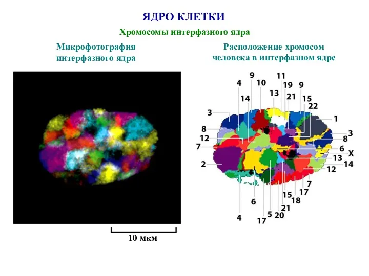 ЯДРО КЛЕТКИ Хромосомы интерфазного ядра 10 мкм Микрофотография интерфазного ядра Расположение хромосом человека в интерфазном ядре