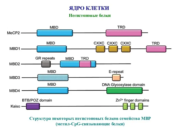 ЯДРО КЛЕТКИ Негистоновые белки Структура некоторых негистоновых белков семейства MBP (метил-CpG-связывающие белки)