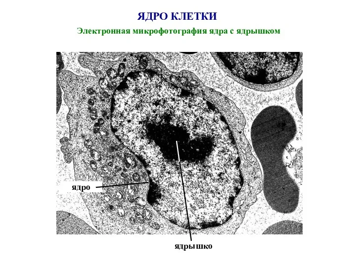 ЯДРО КЛЕТКИ Электронная микрофотография ядра с ядрышком ядрышко ядро