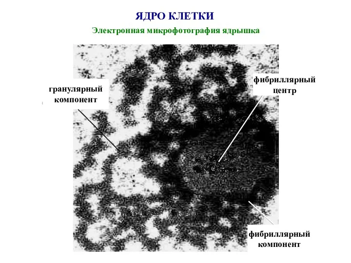 ЯДРО КЛЕТКИ Электронная микрофотография ядрышка фибриллярный центр гранулярный компонент фибриллярный компонент