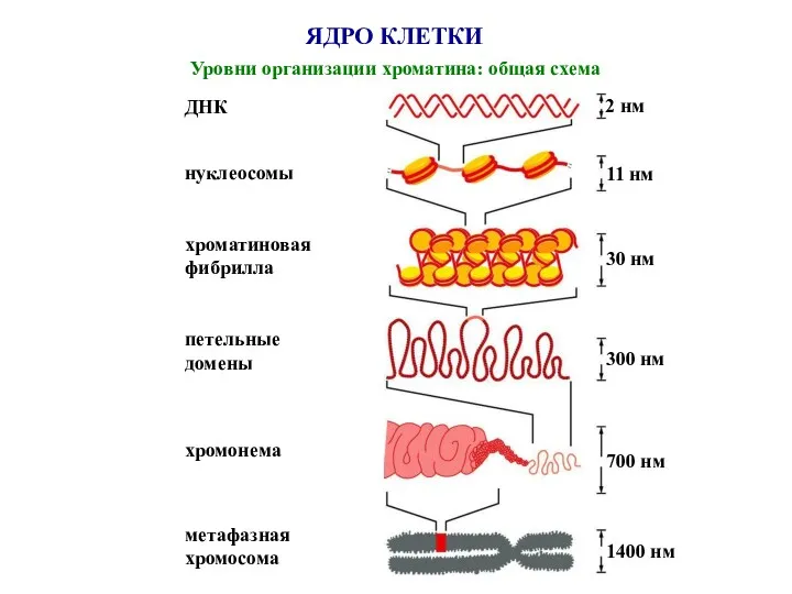 ЯДРО КЛЕТКИ Уровни организации хроматина: общая схема ДНК нуклеосомы хроматиновая