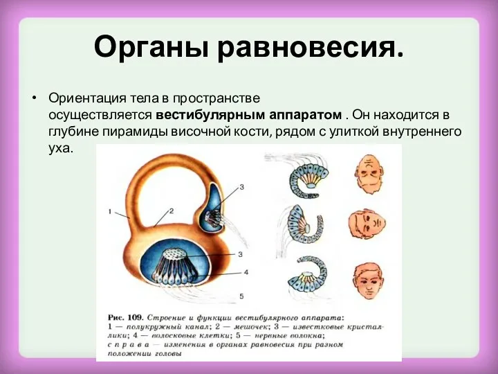 Органы равновесия. Ориентация тела в пространстве осуществляется вестибулярным аппаратом .