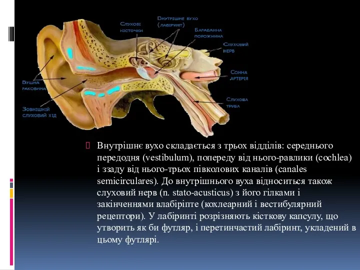 Внутрішнє вухо складається з трьох відділів: середнього передодня (vestibulum), попереду від нього-равлики (cochlea)