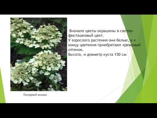 Полярный мишка Вначале цветы окрашены в светло-фисташковый цвет. У взрослого