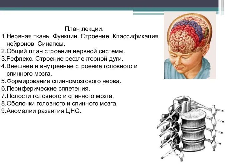 План лекции: Нервная ткань. Функции. Строение. Классификация нейронов. Синапсы. Общий