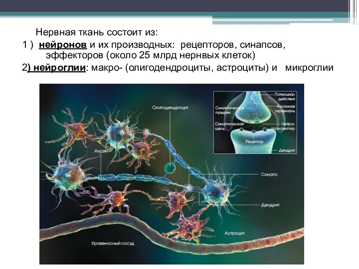 Нервная ткань состоит из: 1 ) нейронов и их производных: