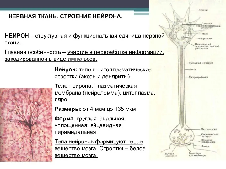 НЕРВНАЯ ТКАНЬ. СТРОЕНИЕ НЕЙРОНА. НЕЙРОН – структурная и функциональная единица