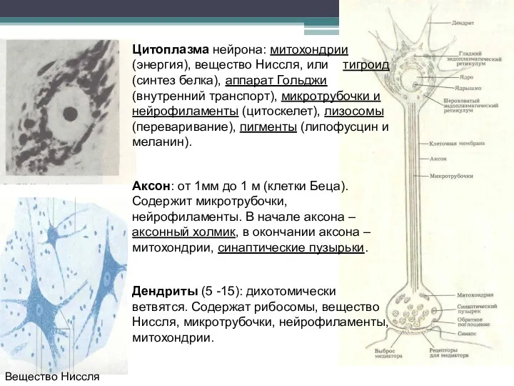 Вещество Ниссля Цитоплазма нейрона: митохондрии (энергия), вещество Ниссля, или тигроид