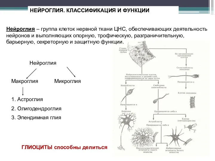 НЕЙРОГЛИЯ. КЛАССИФИКАЦИЯ И ФУНКЦИИ Нейроглия – группа клеток нервной ткани