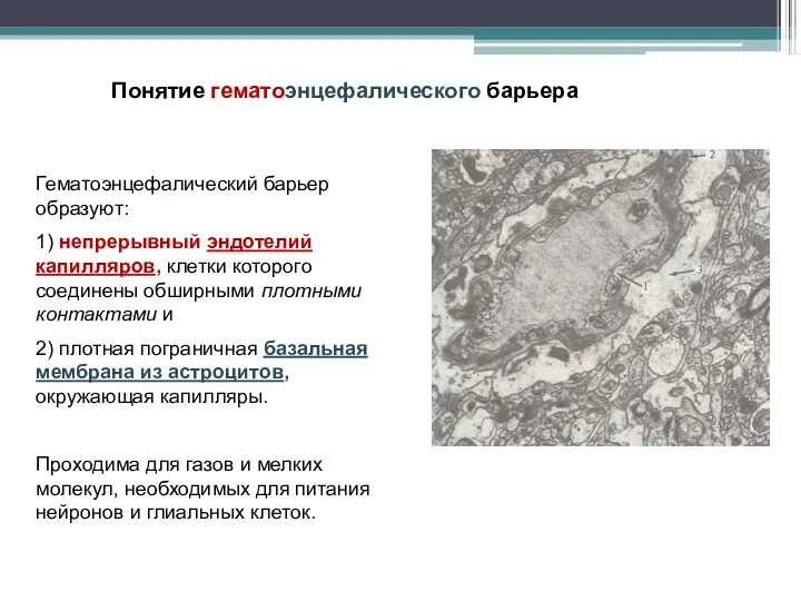 Гематоэнцефалический барьер образуют: 1) непрерывный эндотелий капилляров, клетки которого соединены