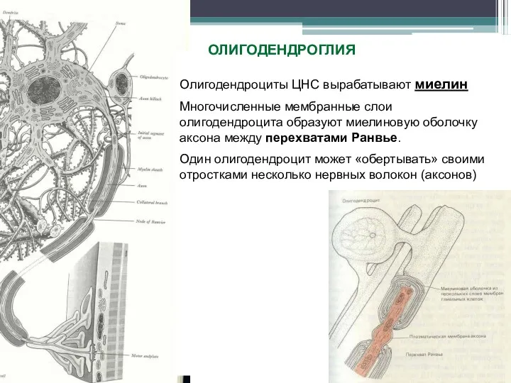 Олигодендроциты ЦНС вырабатывают миелин Многочисленные мембранные слои олигодендроцита образуют миелиновую