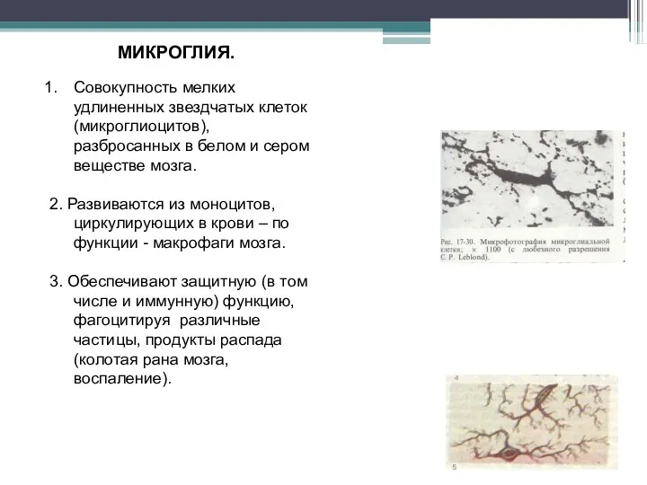 МИКРОГЛИЯ. Совокупность мелких удлиненных звездчатых клеток (микроглиоцитов), разбросанных в белом