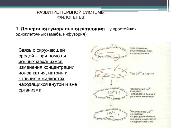 РАЗВИТИЕ НЕРВНОЙ СИСТЕМЫ. ФИЛОГЕНЕЗ. 1. Донервная гуморальная регуляция – у