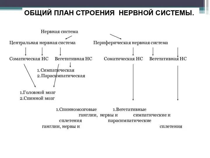 ОБЩИЙ ПЛАН СТРОЕНИЯ НЕРВНОЙ СИСТЕМЫ. Нервная система Центральная нервная система