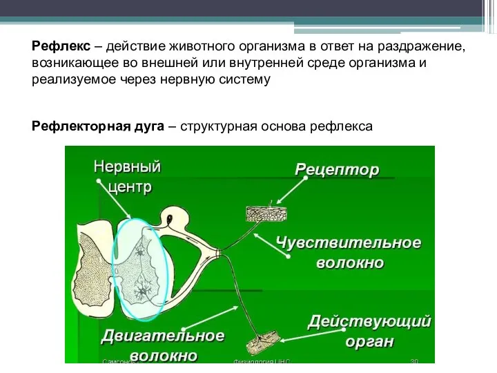 Рефлекс – действие животного организма в ответ на раздражение, возникающее