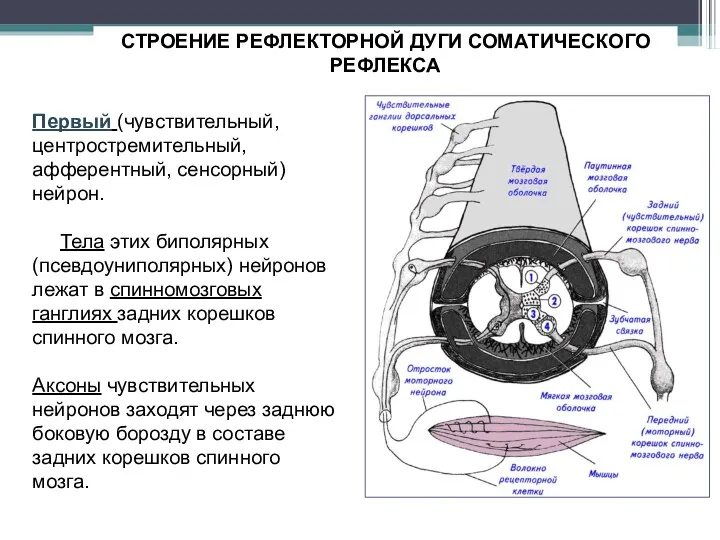 СТРОЕНИЕ РЕФЛЕКТОРНОЙ ДУГИ СОМАТИЧЕСКОГО РЕФЛЕКСА Первый (чувствительный, центростремительный, афферентный, сенсорный)