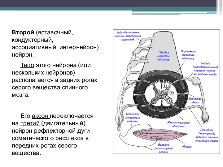 Второй (вставочный, кондукторный, ассоциативный, интернейрон) нейрон. Тело этого нейрона (или