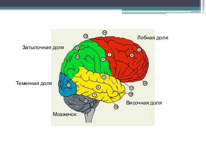 Лобная доля Затылочная доля Теменная доля Височная доля Мозжечок