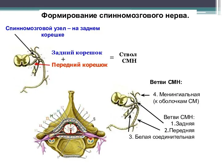 Задний корешок Передний корешок + Ствол СМН Спинномозговой узел –