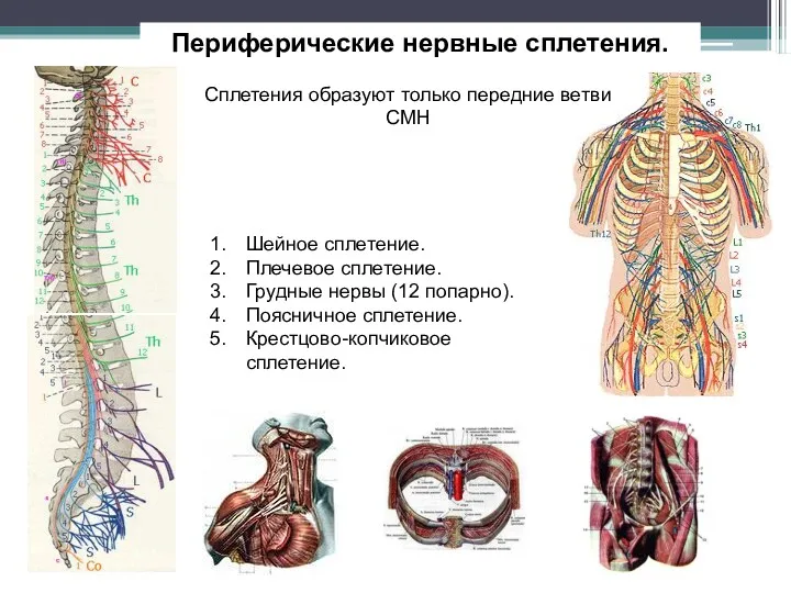 Периферические нервные сплетения. Сплетения образуют только передние ветви СМН Шейное