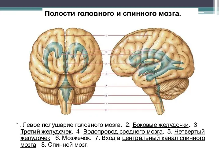 Полости головного и спинного мозга. 1. Левое полушарие головного мозга.