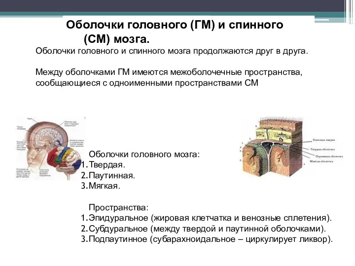 Оболочки головного (ГМ) и спинного (СМ) мозга. Оболочки головного мозга: