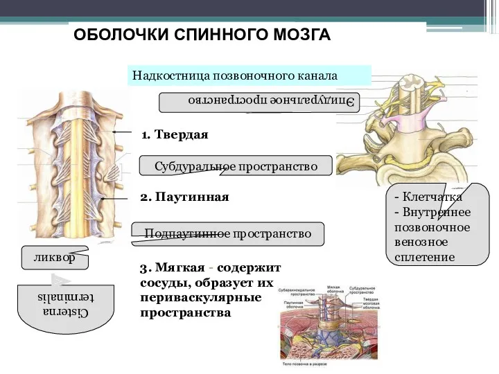 ОБОЛОЧКИ СПИННОГО МОЗГА 1. Твердая 2. Паутинная 3. Мягкая -